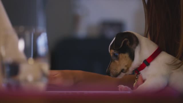 Dog Brain Training For Dogs - with female