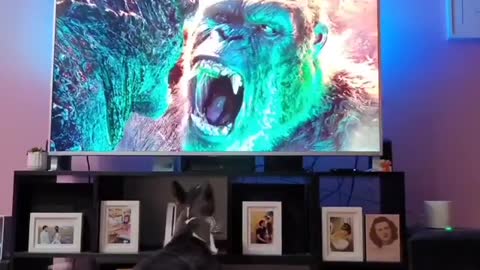 Godzilla vs Kong vs Zelda 🦖 🦍 🐕