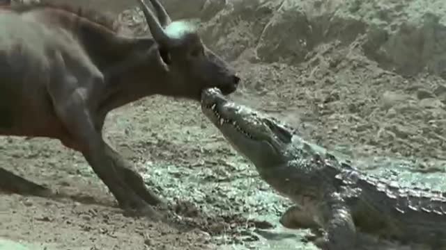 herd of bullfighting crocodiles
