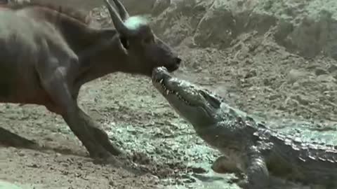 herd of bullfighting crocodiles