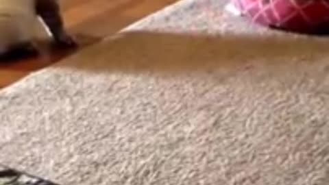 Clasico dog and cat fight.