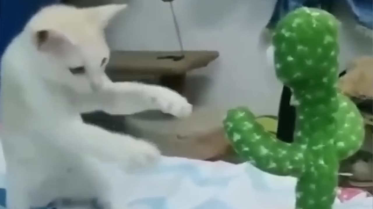 Cat and dog most funny videos