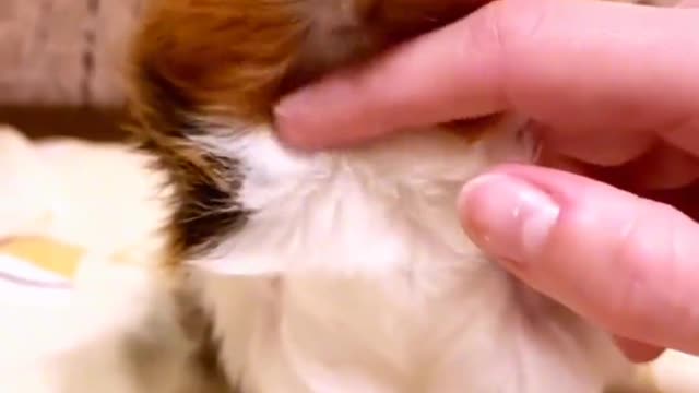 It's time to give this little pet a massage again.
