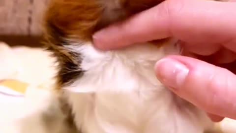 It's time to give this little pet a massage again.