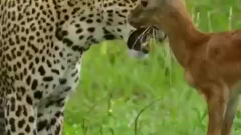 leopard playing with a baby impala _animal _wildlife_
