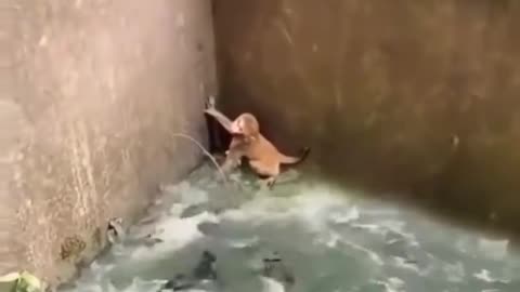 Mother save cute monkey baby#funny animal video