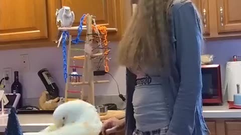 Tending To The Fur-Flock