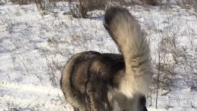 Malamute walking in snow