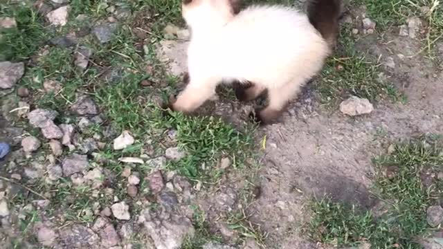 fighting kitten