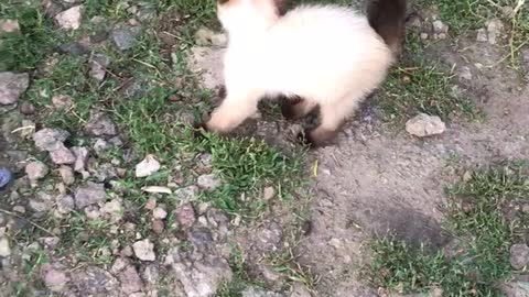 fighting kitten
