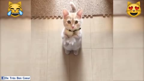 little cat dancing too cute