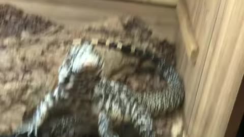 Female tegu feeding rat