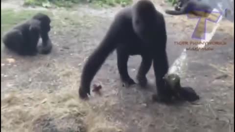 Animals funny videos//2022
