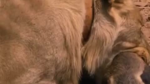 Lions vs Honey Badger