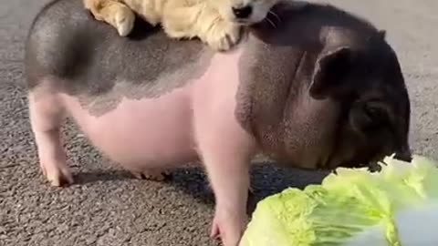 Animals Doing Things _ funny animal videos.