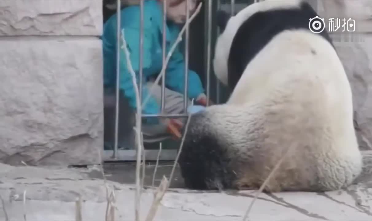 Oh my!! This Panda is hungry and Knocking the door for food