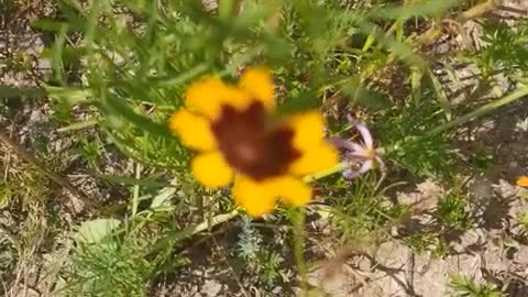 A small chrysanthemum in the wild