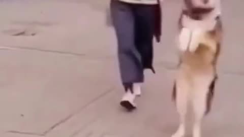Funny danching dog 🐕😂