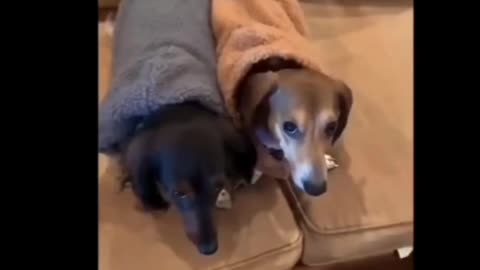 Funny moments of Animals