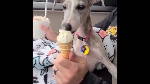 Cute Dog 🐶 Video || Just Watch it 😍🥰
