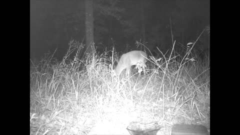 South East Texas Backyard Wildlife Garden 42