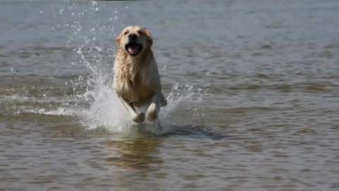 Dogs enjoying water