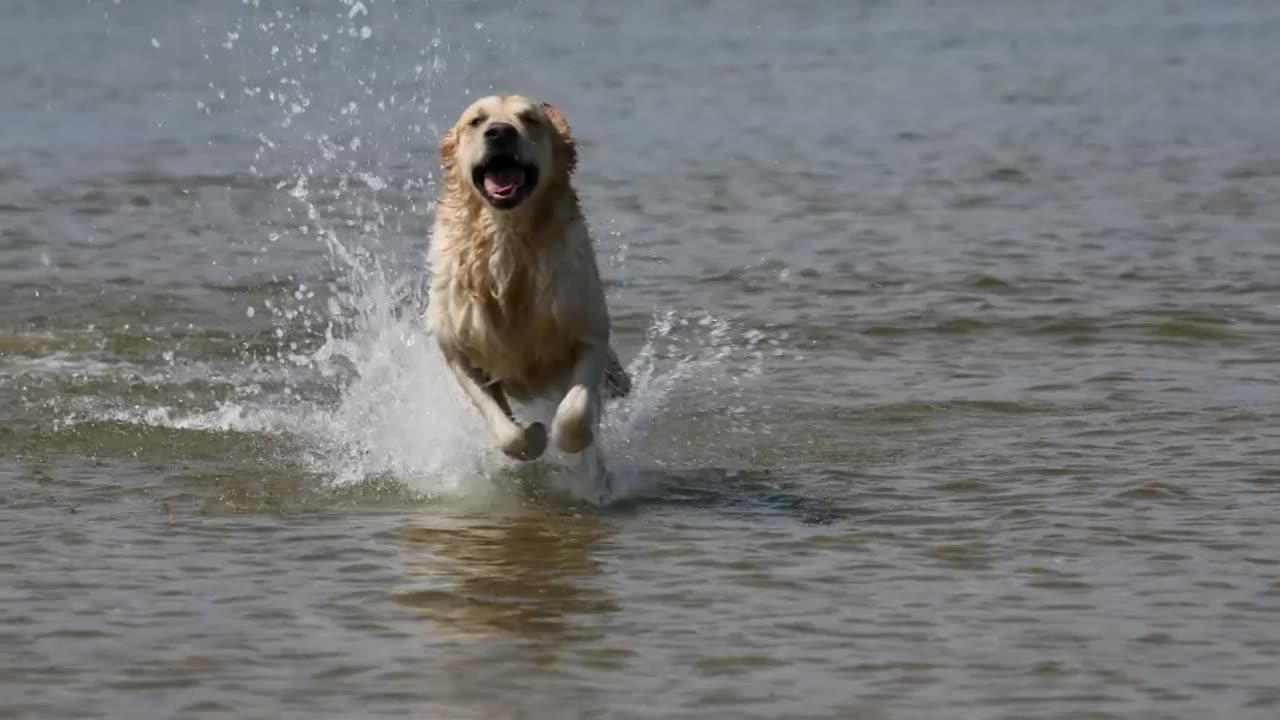 Dogs enjoying water