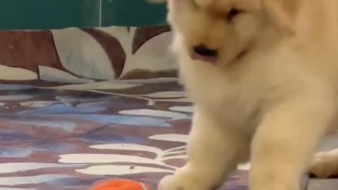 Puppy's Playing time