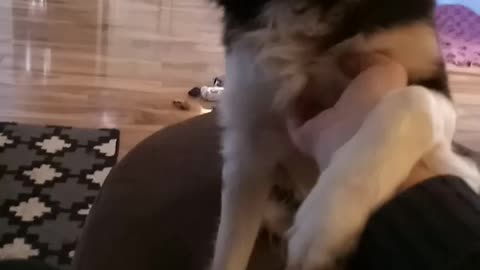 Border collie demands belly rubs