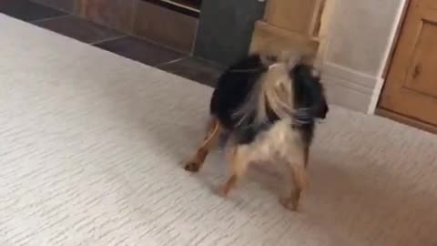Slowmo dog plays with blue toy