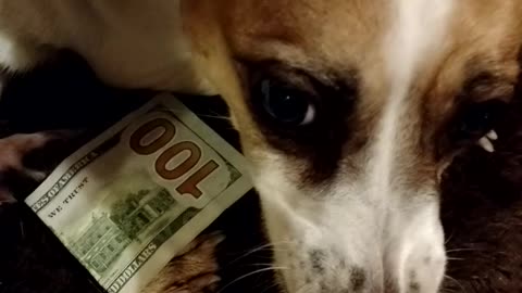 How to lose a $100