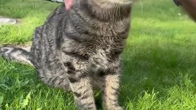 amazing 😍 viral # shorts