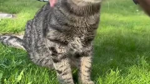 amazing 😍 viral # shorts