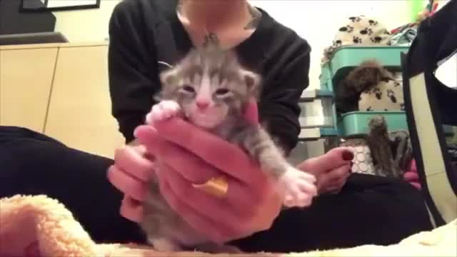 Funny cat baby video cat training video