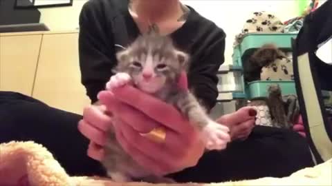 Funny cat baby video cat training video
