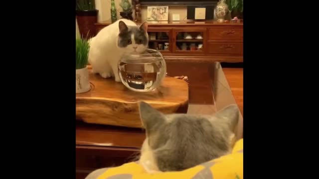 Funniest Animals Compilation Pets