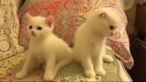 Cat funny cat videos
