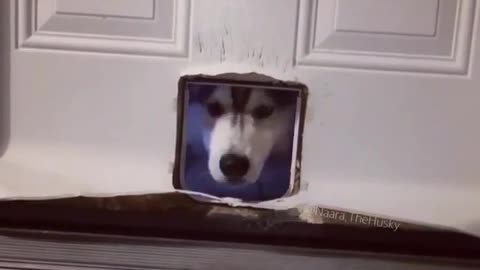 dog: i want to go out too