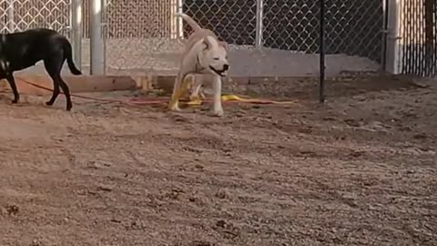 Cutes pets in usa how adorable they are