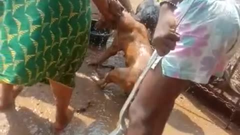 Dog and a goat in serious fight