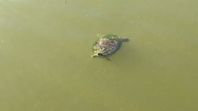 Turtle at Venetian Gardens Park