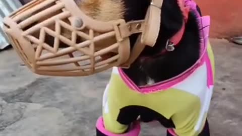 dog funny video