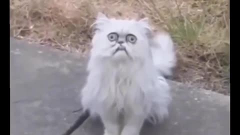 funny crazy cat hilarius meme