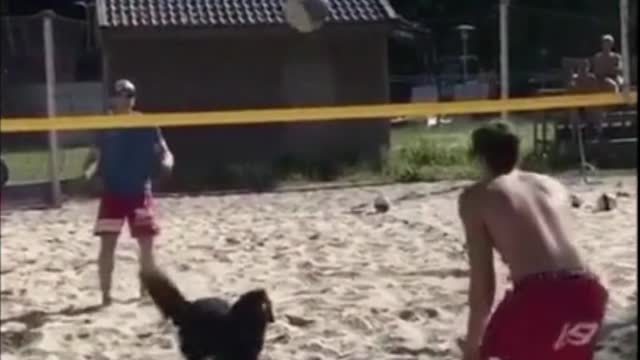 dog play volleyball