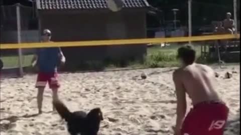 dog play volleyball