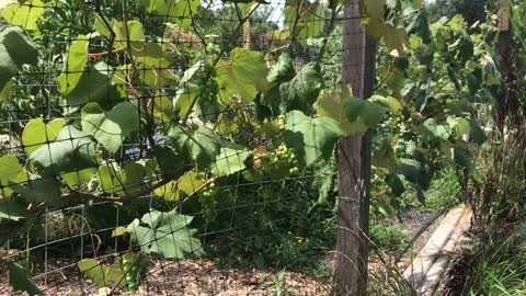 Who Said Homesteading Was Easy?