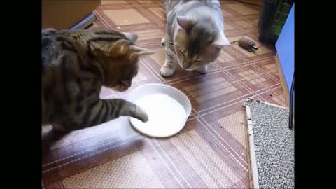 Adorable mischievous kittens