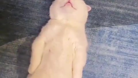 kot