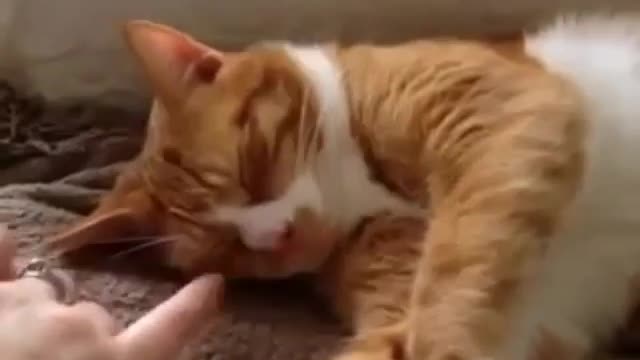 So cute cat is sleeping in an innocent way | OMG!!!