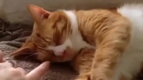 So cute cat is sleeping in an innocent way | OMG!!!